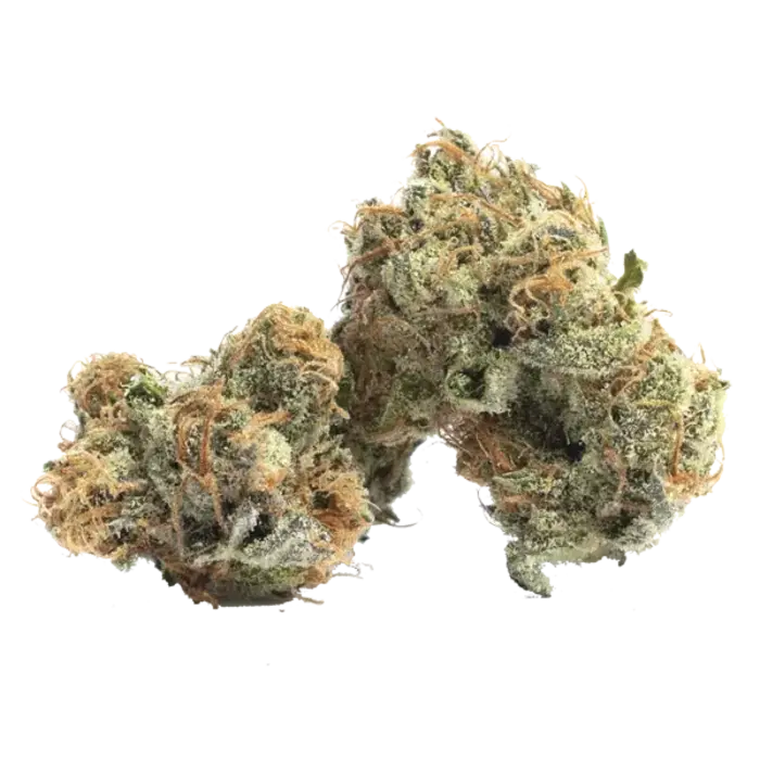 Close-up of TheGreenThingz Guava Kush CBD bud.
